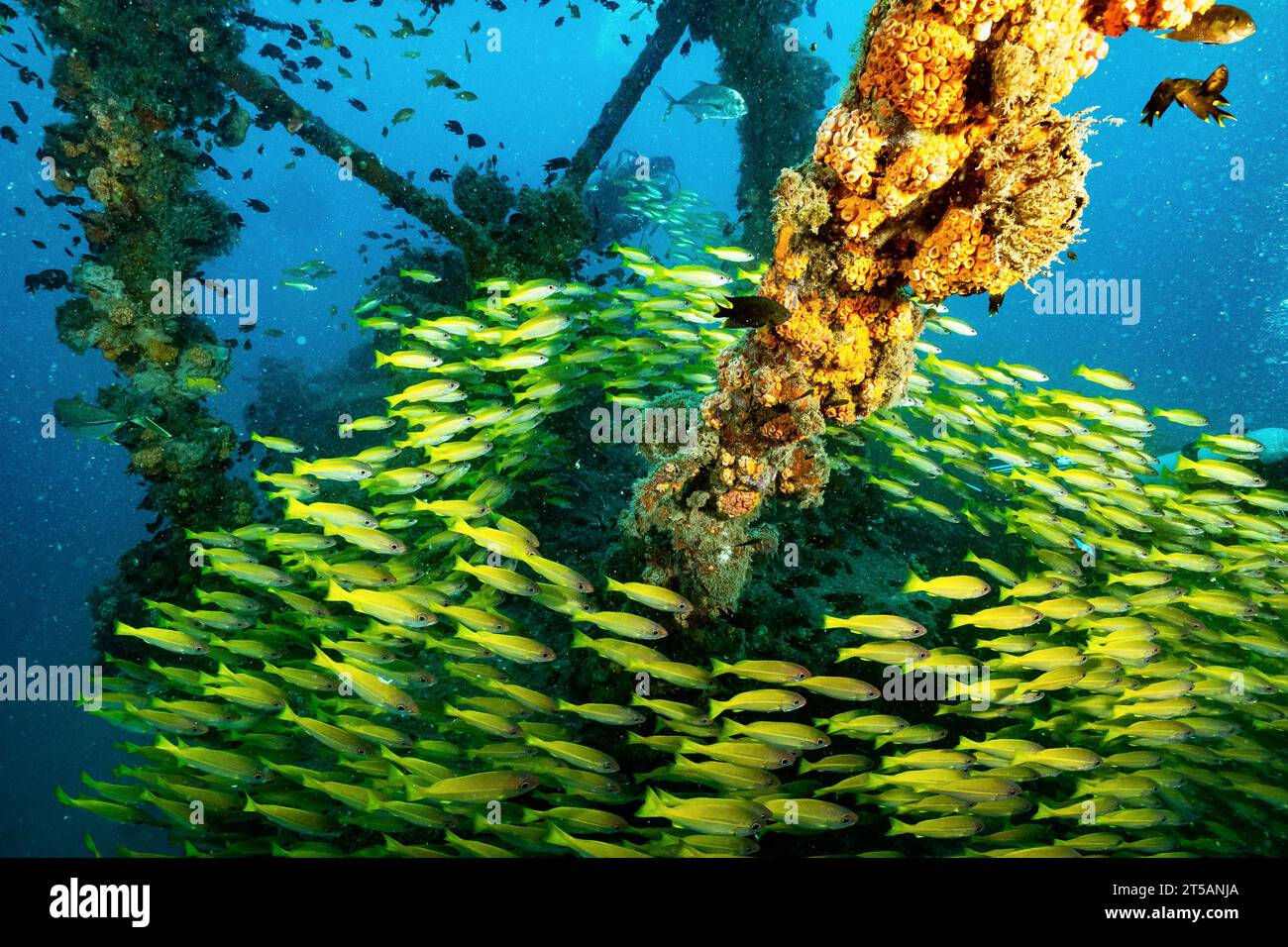 Un subacqueo esplora le vibranti barriere coralline al largo della costa di Nosy Be, Madagascar. Le acque cristalline dell'Oceano Indiano rivelano un fiorente ecosistema marino Foto Stock