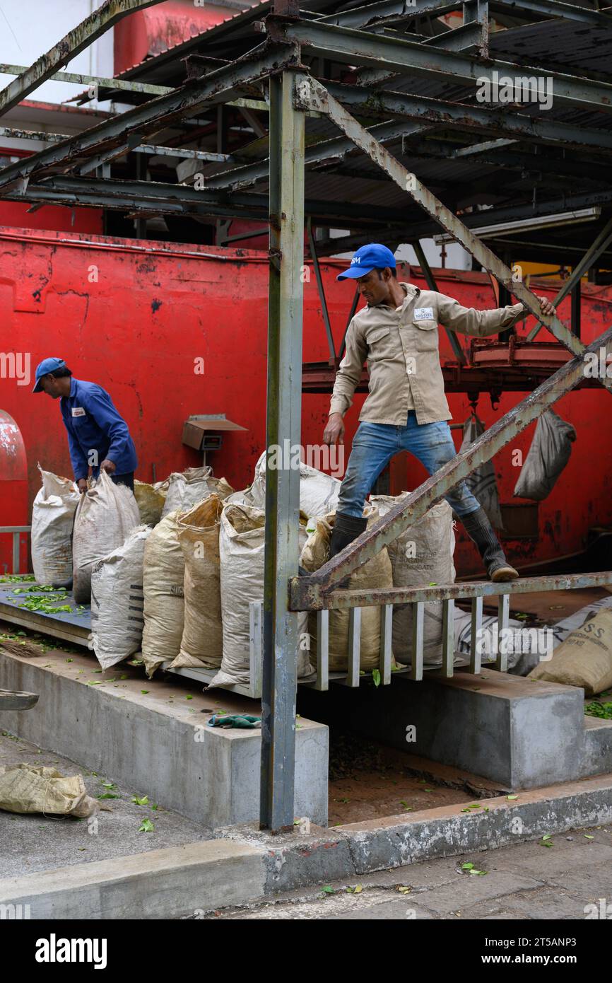 Bois Cheri, Mauritius - 18 ottobre 2023: Lavoratore presso la fabbrica di tè Bois Cheri che gestisce sacchi pieni di foglie di tè. Foto Stock