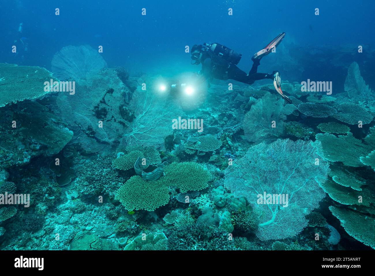 Un subacqueo esplora le vibranti barriere coralline al largo della costa di Nosy Be, Madagascar. Le acque cristalline dell'Oceano Indiano rivelano un fiorente ecosistema marino Foto Stock
