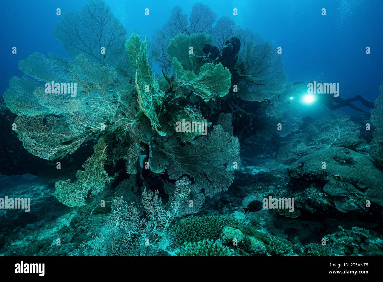 Un subacqueo esplora le vibranti barriere coralline al largo della costa di Nosy Be, Madagascar. Le acque cristalline dell'Oceano Indiano rivelano un fiorente ecosistema marino Foto Stock
