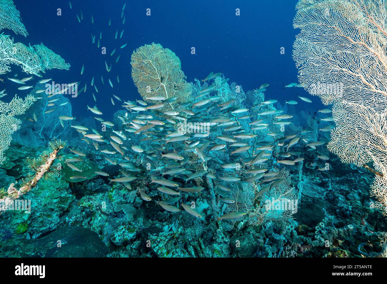 Un subacqueo esplora le vibranti barriere coralline al largo della costa di Nosy Be, Madagascar. Le acque cristalline dell'Oceano Indiano rivelano un fiorente ecosistema marino Foto Stock