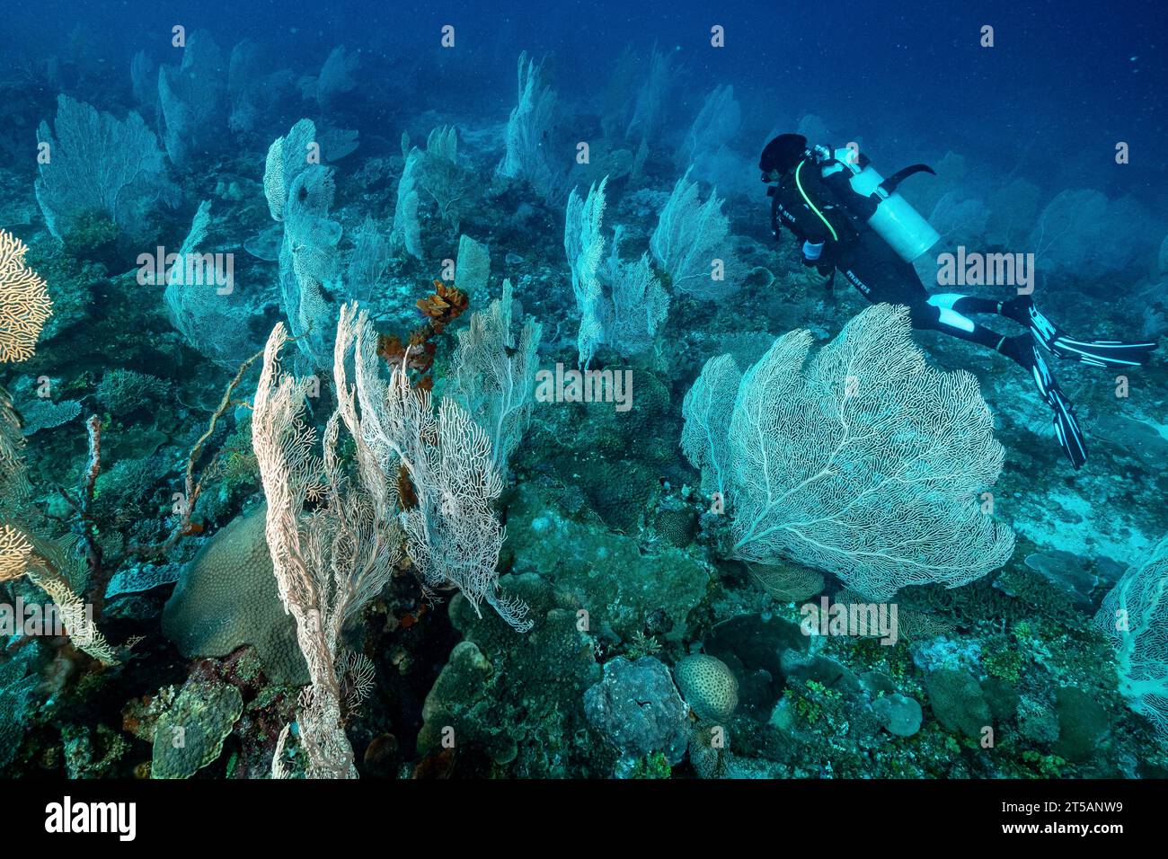 Un subacqueo esplora le vibranti barriere coralline al largo della costa di Nosy Be, Madagascar. Le acque cristalline dell'Oceano Indiano rivelano un fiorente ecosistema marino Foto Stock