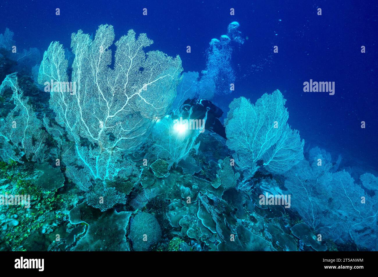 Un subacqueo esplora le vibranti barriere coralline al largo della costa di Nosy Be, Madagascar. Le acque cristalline dell'Oceano Indiano rivelano un fiorente ecosistema marino Foto Stock