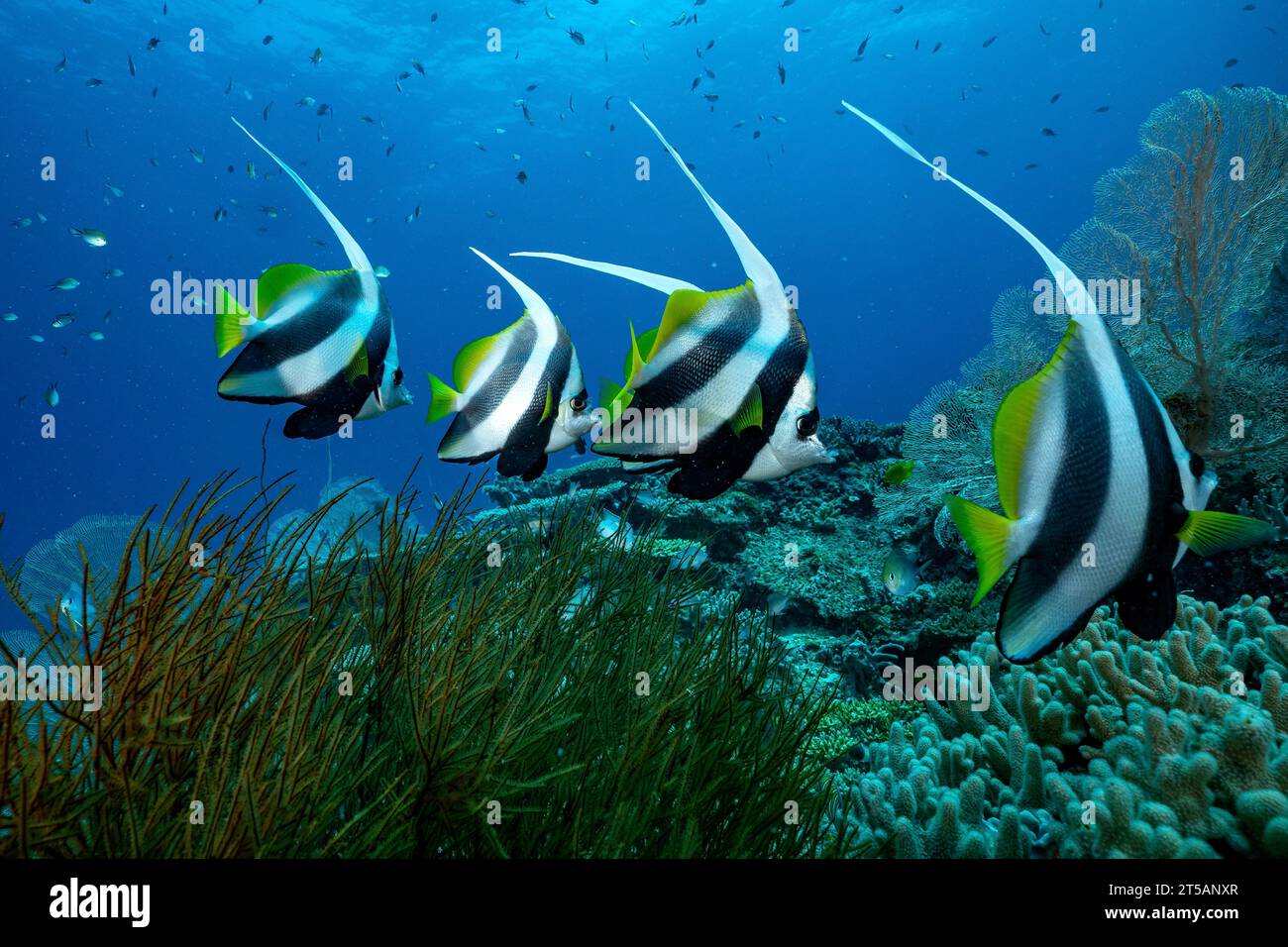 Un subacqueo esplora le vibranti barriere coralline al largo della costa di Nosy Be, Madagascar. Le acque cristalline dell'Oceano Indiano rivelano un fiorente ecosistema marino Foto Stock