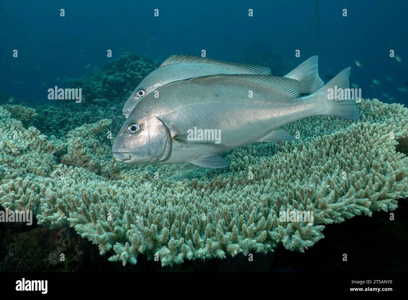 Un subacqueo esplora le vibranti barriere coralline al largo della costa di Nosy Be, Madagascar. Le acque cristalline dell'Oceano Indiano rivelano un fiorente ecosistema marino Foto Stock