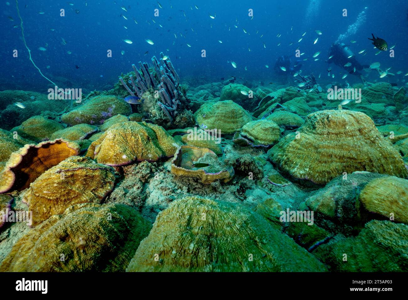 Un subacqueo esplora le vibranti barriere coralline al largo della costa di Nosy Be, Madagascar. Le acque cristalline dell'Oceano Indiano rivelano un fiorente ecosistema marino Foto Stock