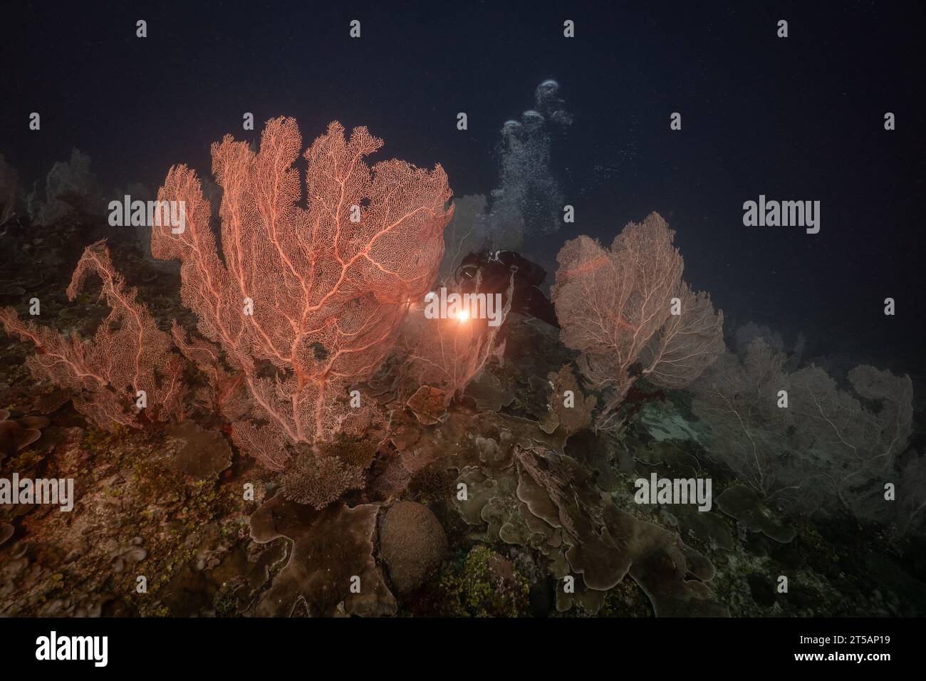 Un subacqueo esplora le vibranti barriere coralline al largo della costa di Nosy Be, Madagascar. Le acque cristalline dell'Oceano Indiano rivelano un fiorente ecosistema marino Foto Stock