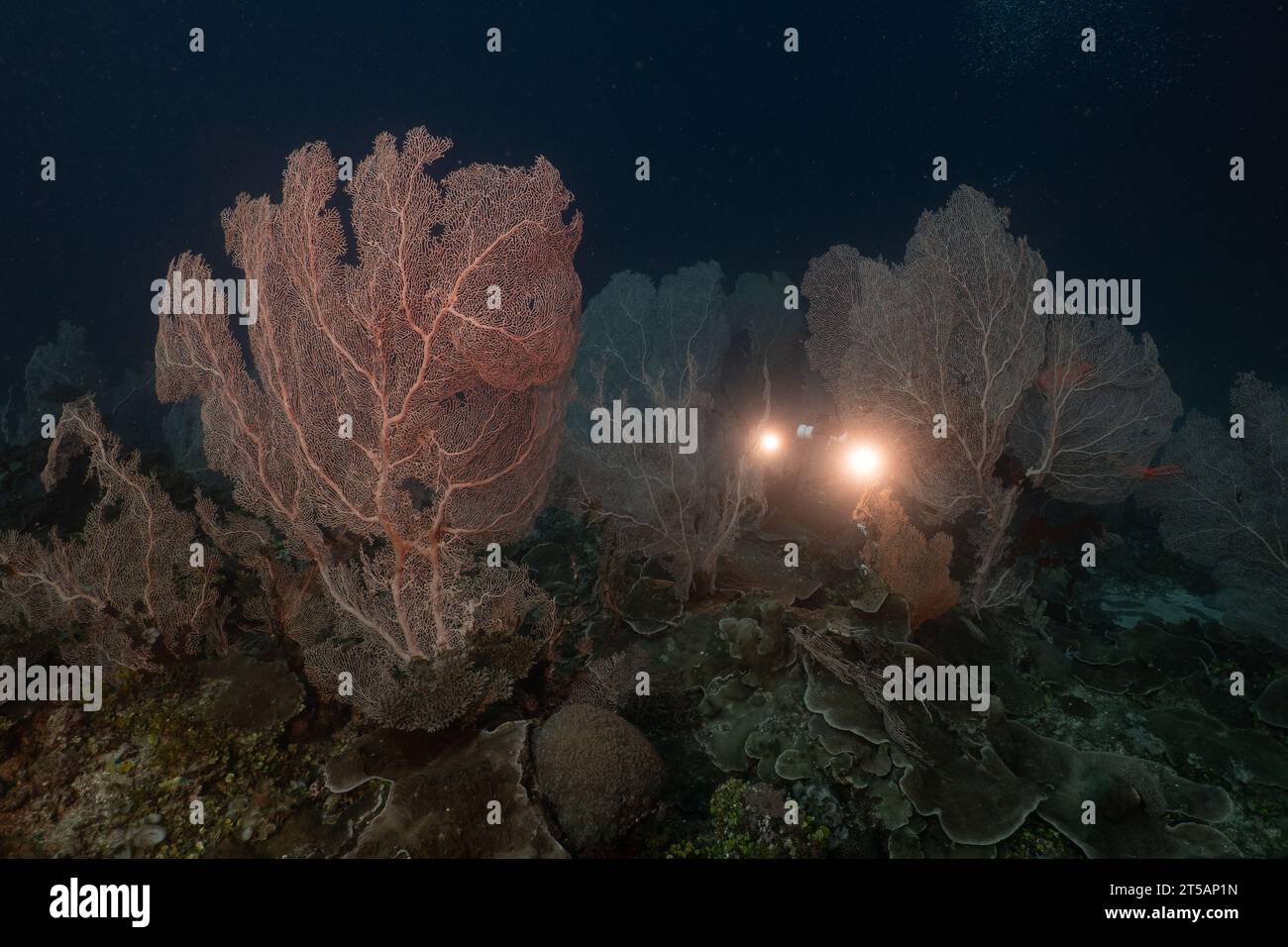 Un subacqueo esplora le vibranti barriere coralline al largo della costa di Nosy Be, Madagascar. Le acque cristalline dell'Oceano Indiano rivelano un fiorente ecosistema marino Foto Stock