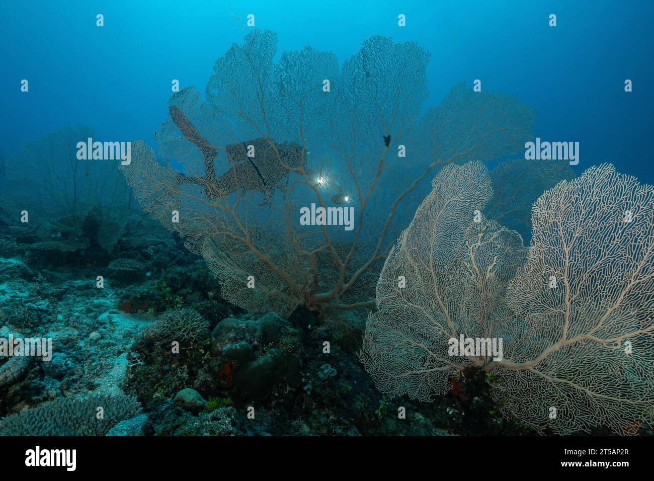 Un subacqueo esplora le vibranti barriere coralline al largo della costa di Nosy Be, Madagascar. Le acque cristalline dell'Oceano Indiano rivelano un fiorente ecosistema marino Foto Stock