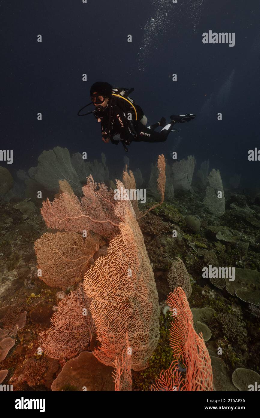 Un subacqueo esplora le vibranti barriere coralline al largo della costa di Nosy Be, Madagascar. Le acque cristalline dell'Oceano Indiano rivelano un fiorente ecosistema marino Foto Stock
