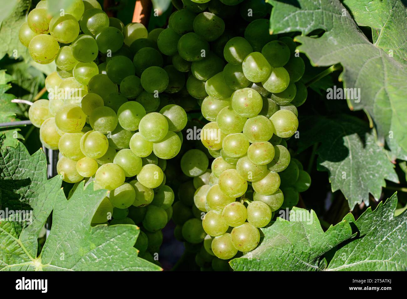 Primo piano di uve bianche biologiche mature e foglie verdi in vigna in una giornata di sole autunnale Foto Stock
