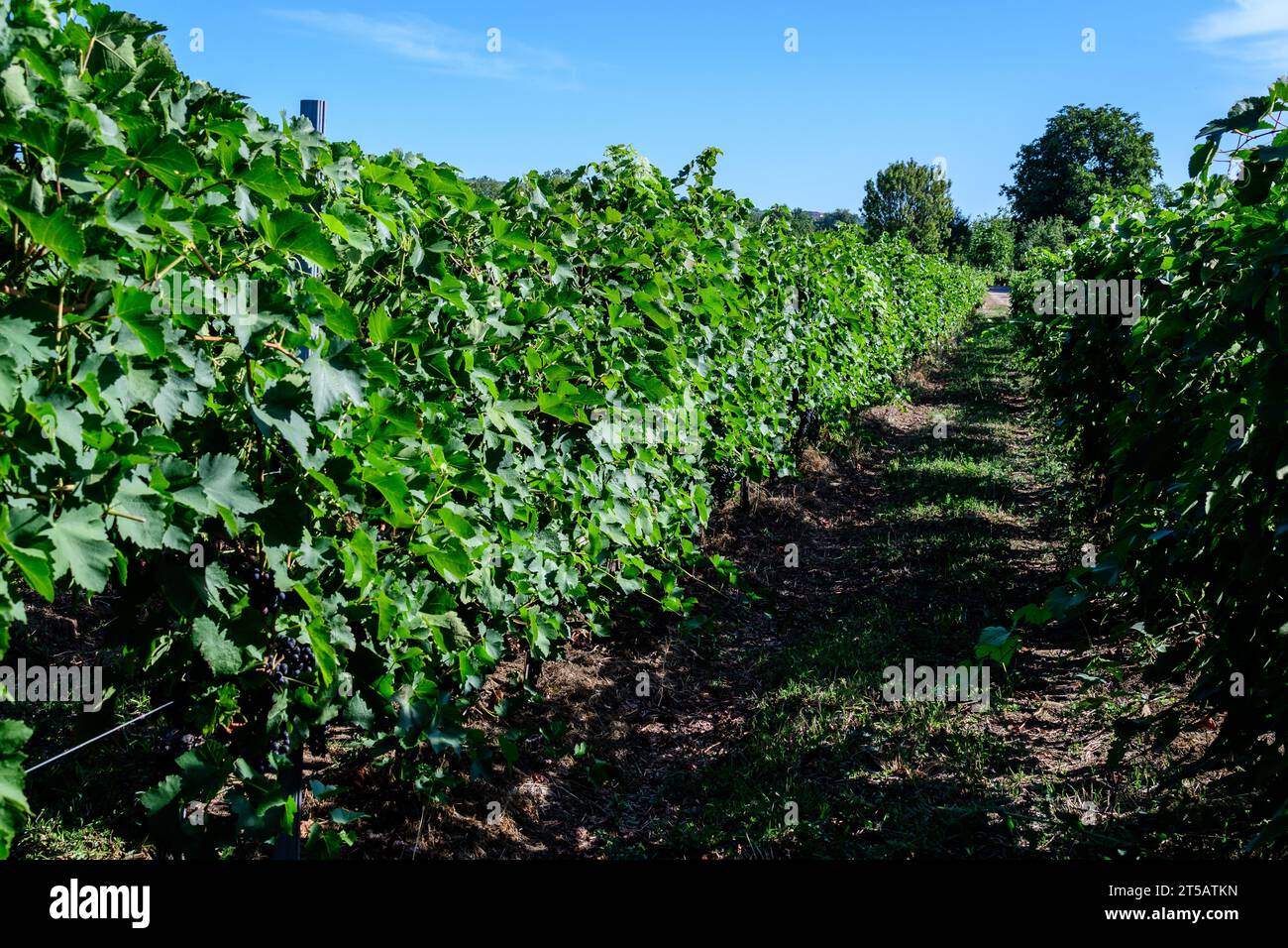 Fila con grandi piante con molte uve biologiche mature e foglie verdi in vigna in una giornata di sole autunno Foto Stock