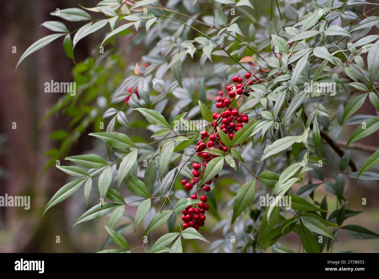 Nandina domestica (nandina, bambù celeste o bambù sacro), una specie di pianta fiorita della famiglia Berberidaceae Foto Stock