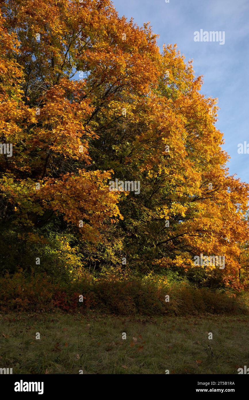 Alberi autunnali nel parco con foglie gialle natura e cielo Foto Stock