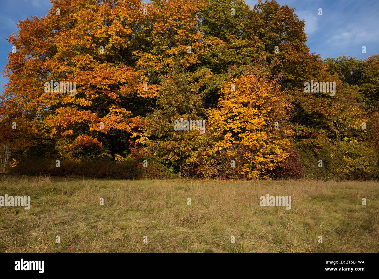 Alberi autunnali nel parco cittadino con foglie gialle all'aperto Foto Stock