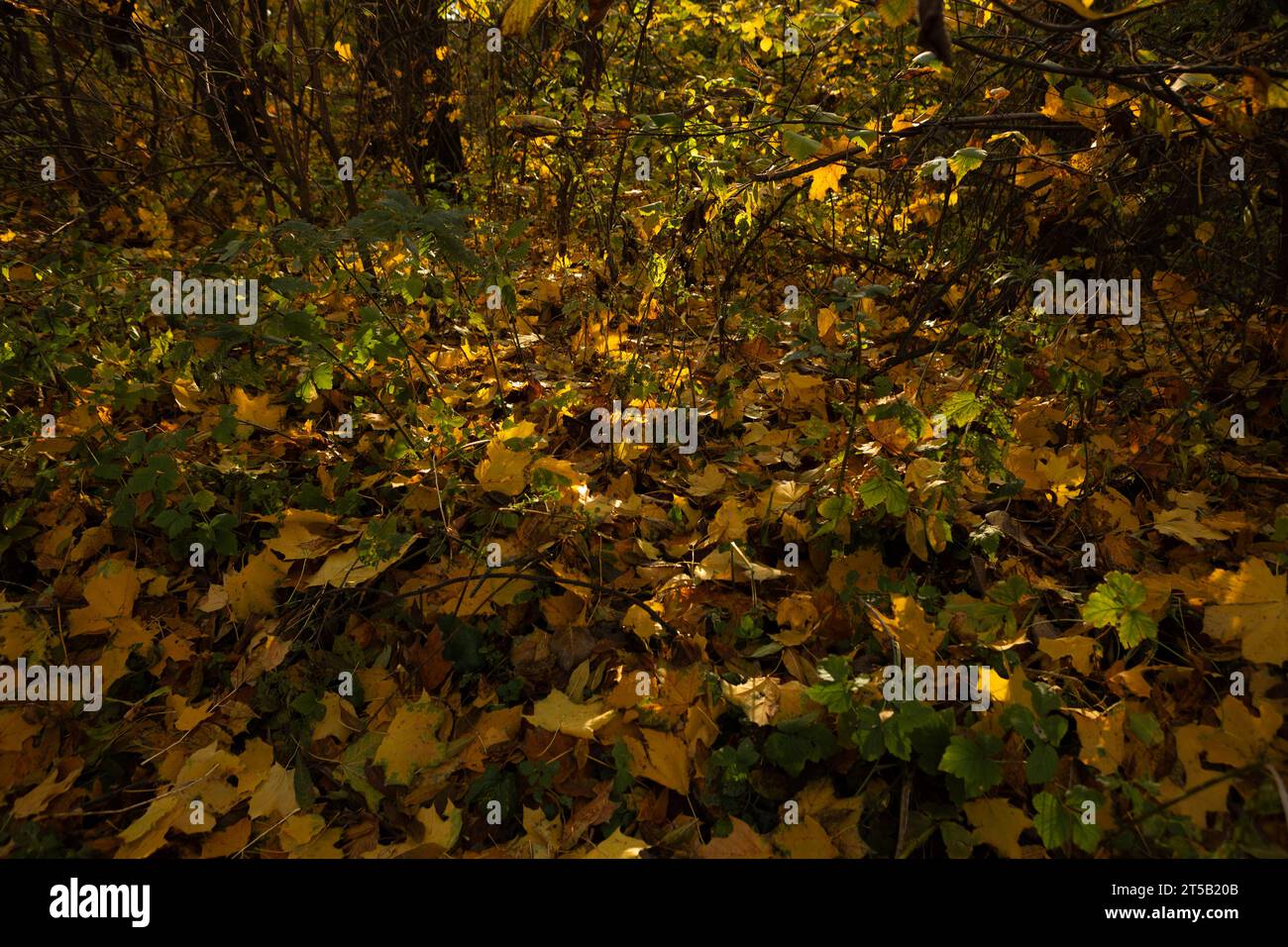 foglie di acero giallo e marrone autunnale a terra Foto Stock