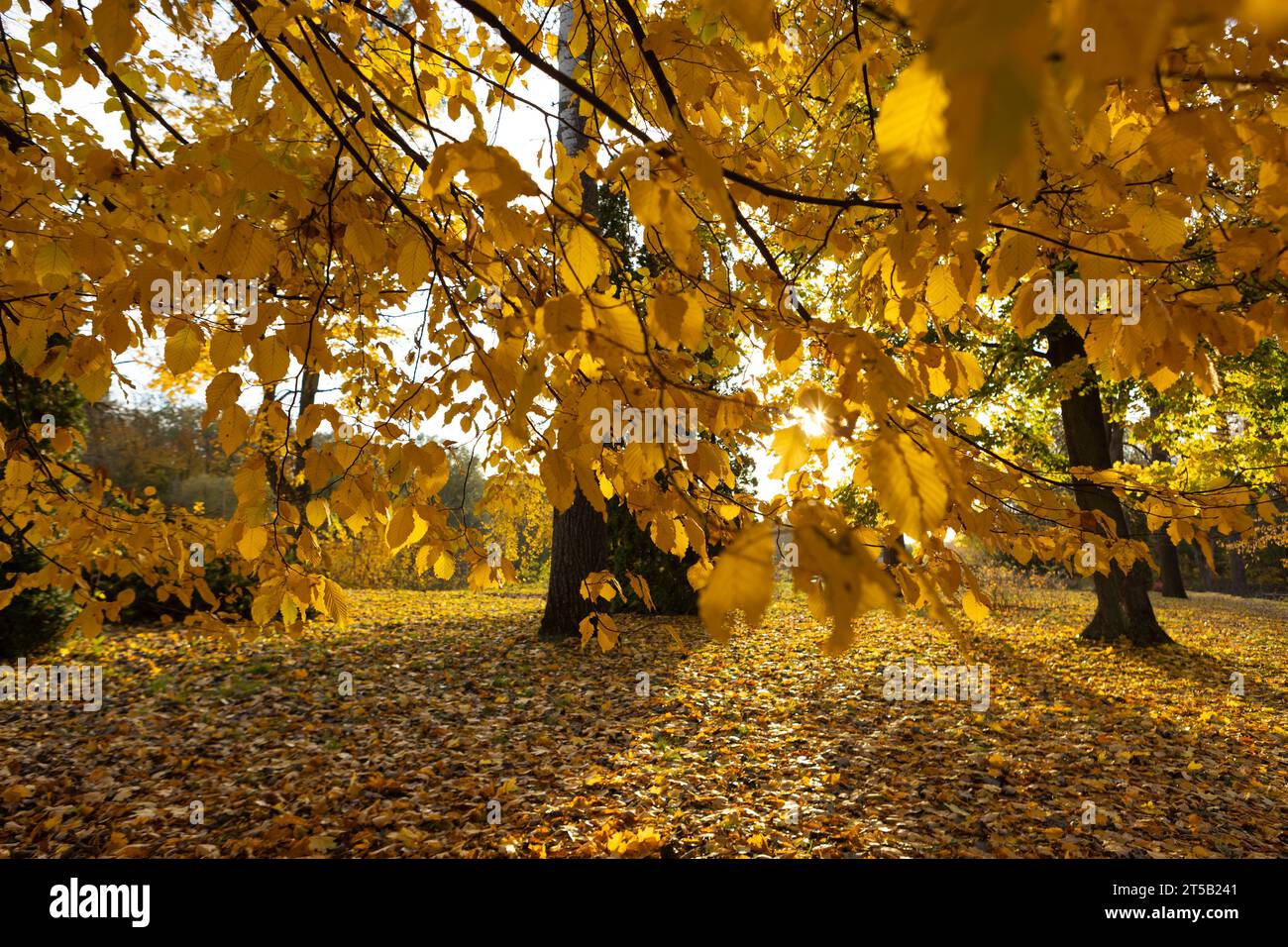 Foglie d'oro sugli alberi paesaggio del parco autunnale Foto Stock