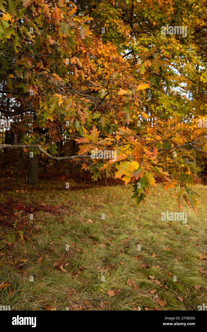 Paesaggio di querce gialle natura e foglie cadute Foto Stock