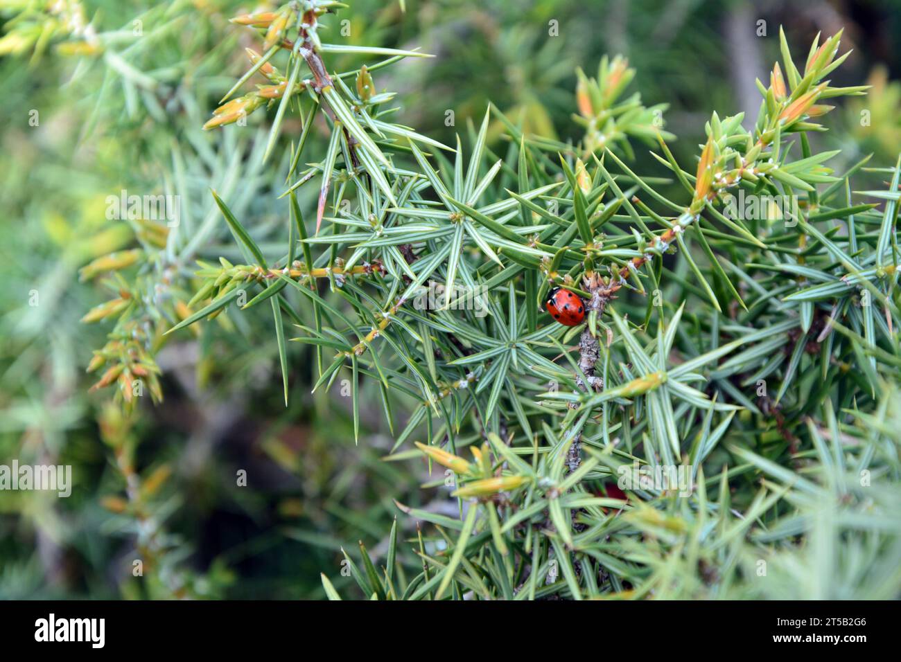 Un primo piano di un insetto femminile sui rami di Cade (Juniperus oxycedrus). Immagine orizzontale con messa a fuoco selettiva, sfondo sfocato e spazio di copia Foto Stock