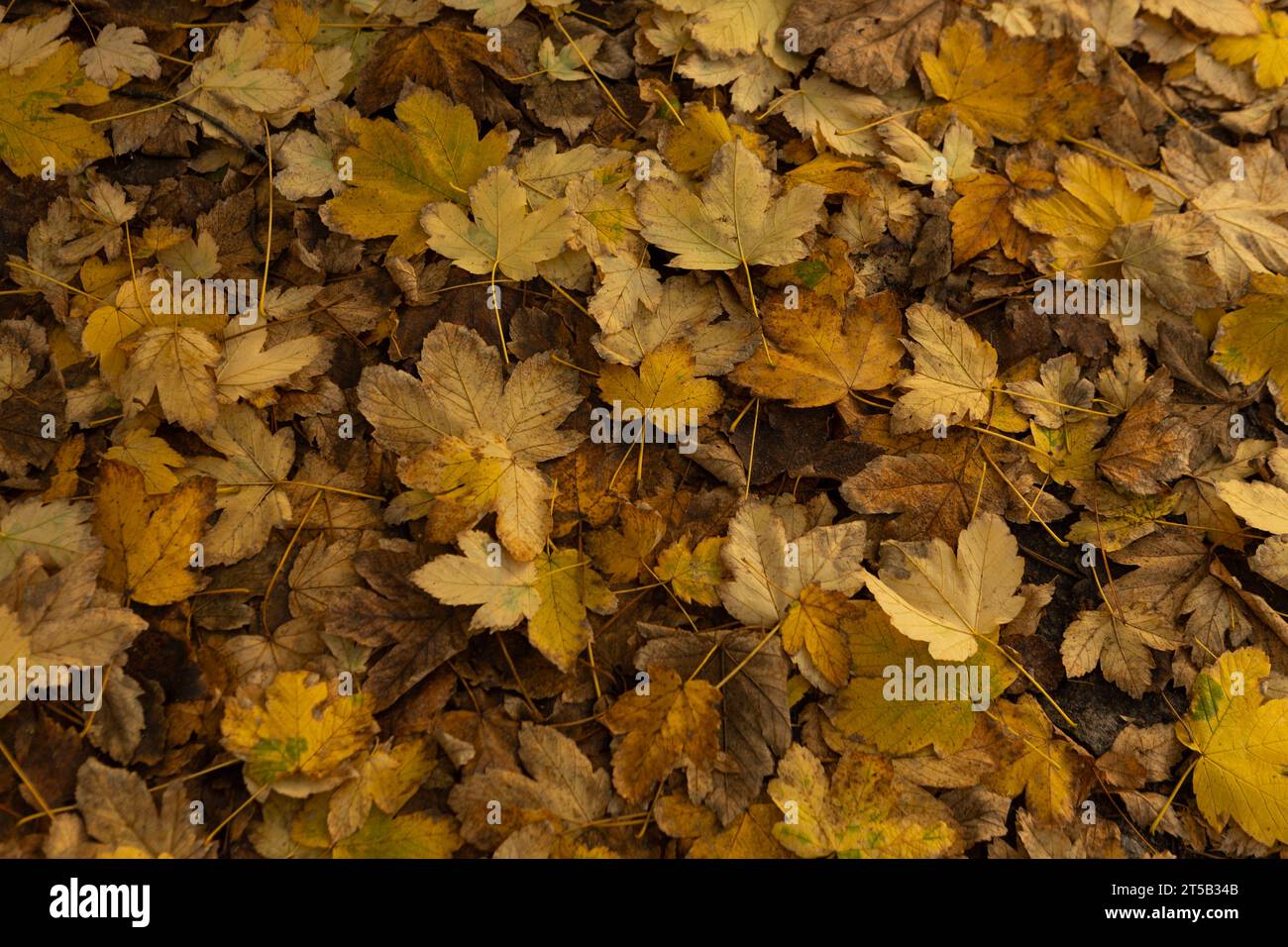 Sfondo di stagione naturale con foglie autunnali gialle Foto Stock