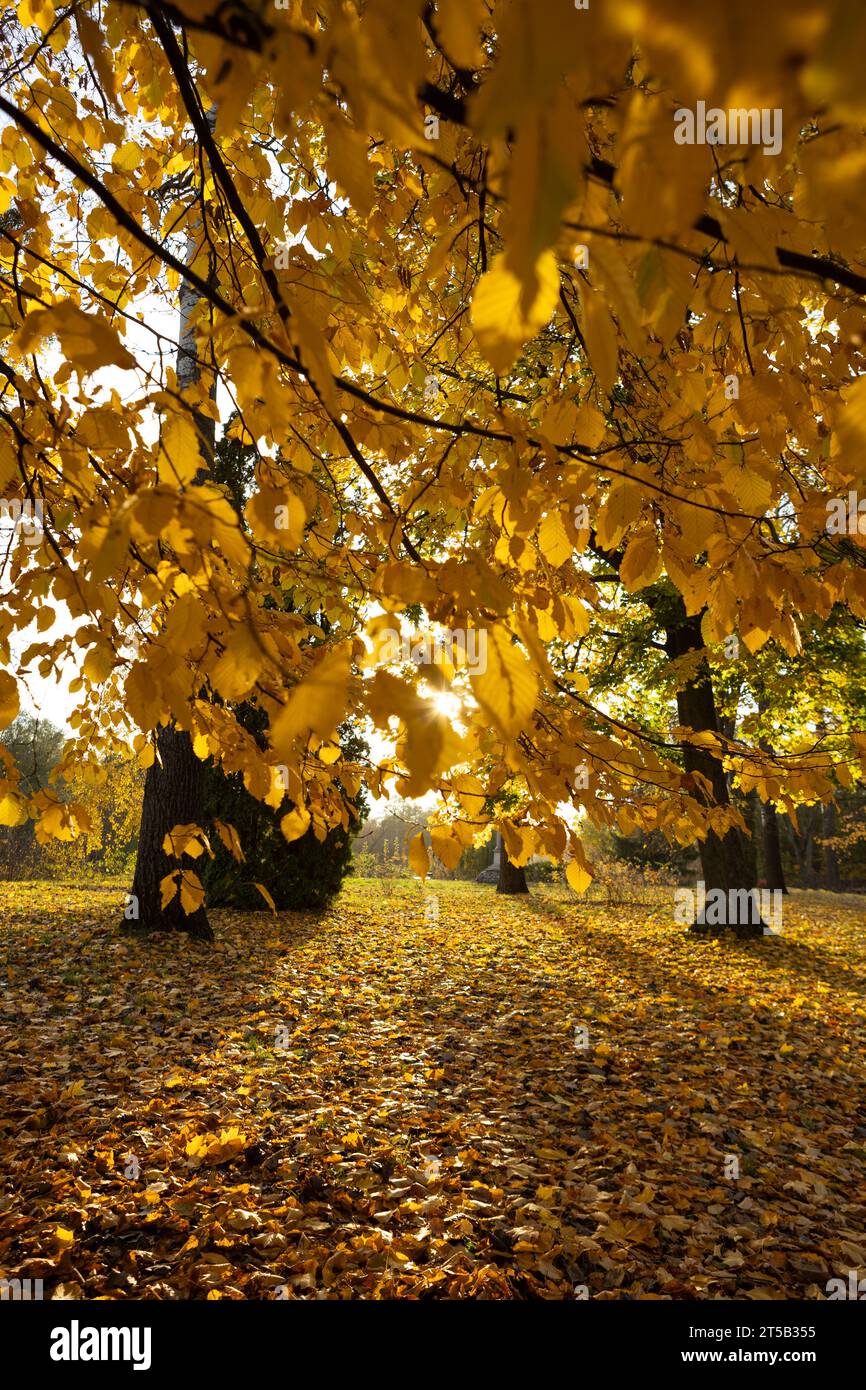 Foglie d'oro sugli alberi paesaggio autunnale Foto Stock