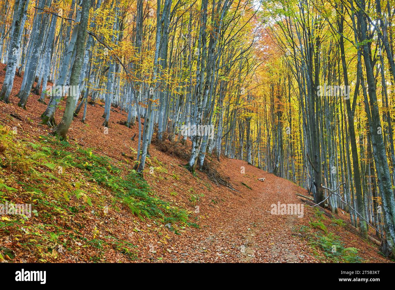 Immergiti nella bellezza mozzafiato di una foresta di faggi autunnali. Il terreno è adornato da un tappeto vibrante di foglie cadute, creando un pittur Foto Stock