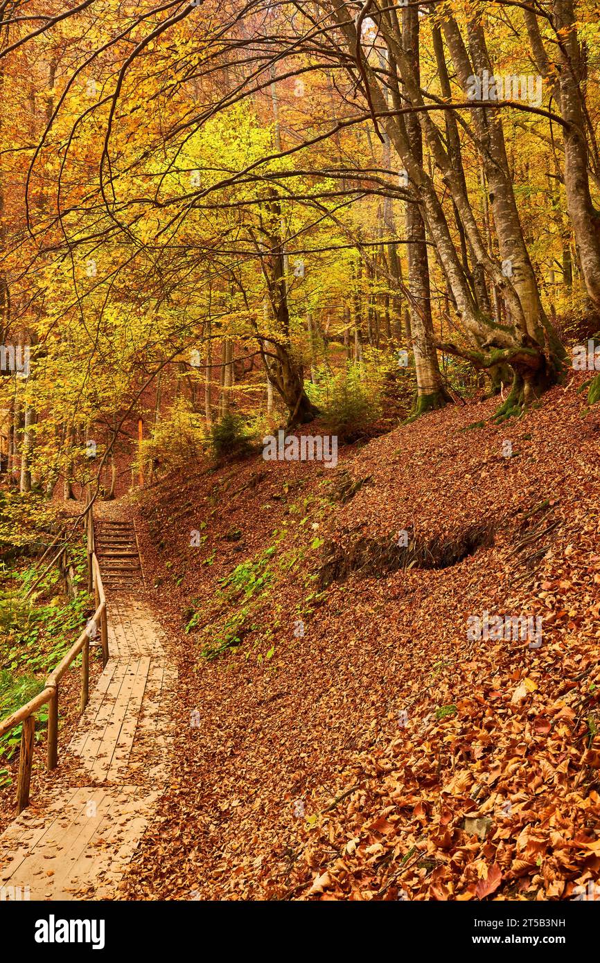 Immergiti nella serenità dell'autunno mentre incontri una pittoresca scena forestale. Un piccolo ruscello di montagna si snoda graziosamente attraverso il vibrano Foto Stock