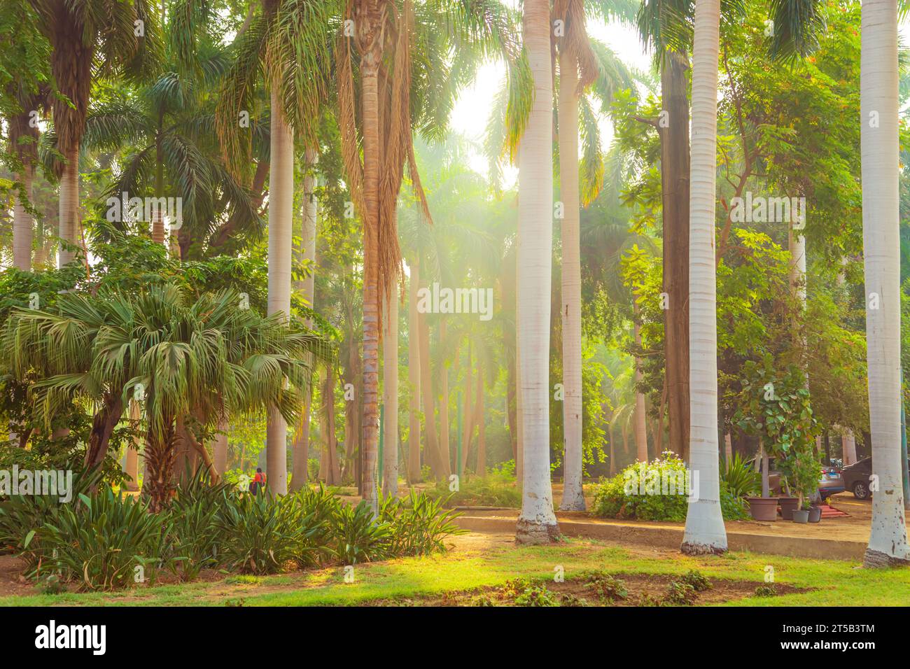 Splendido parco cittadino verde con piante esotiche. Isola di Zamalek, Cairo, Egitto – 25 ottobre 2023 Foto Stock