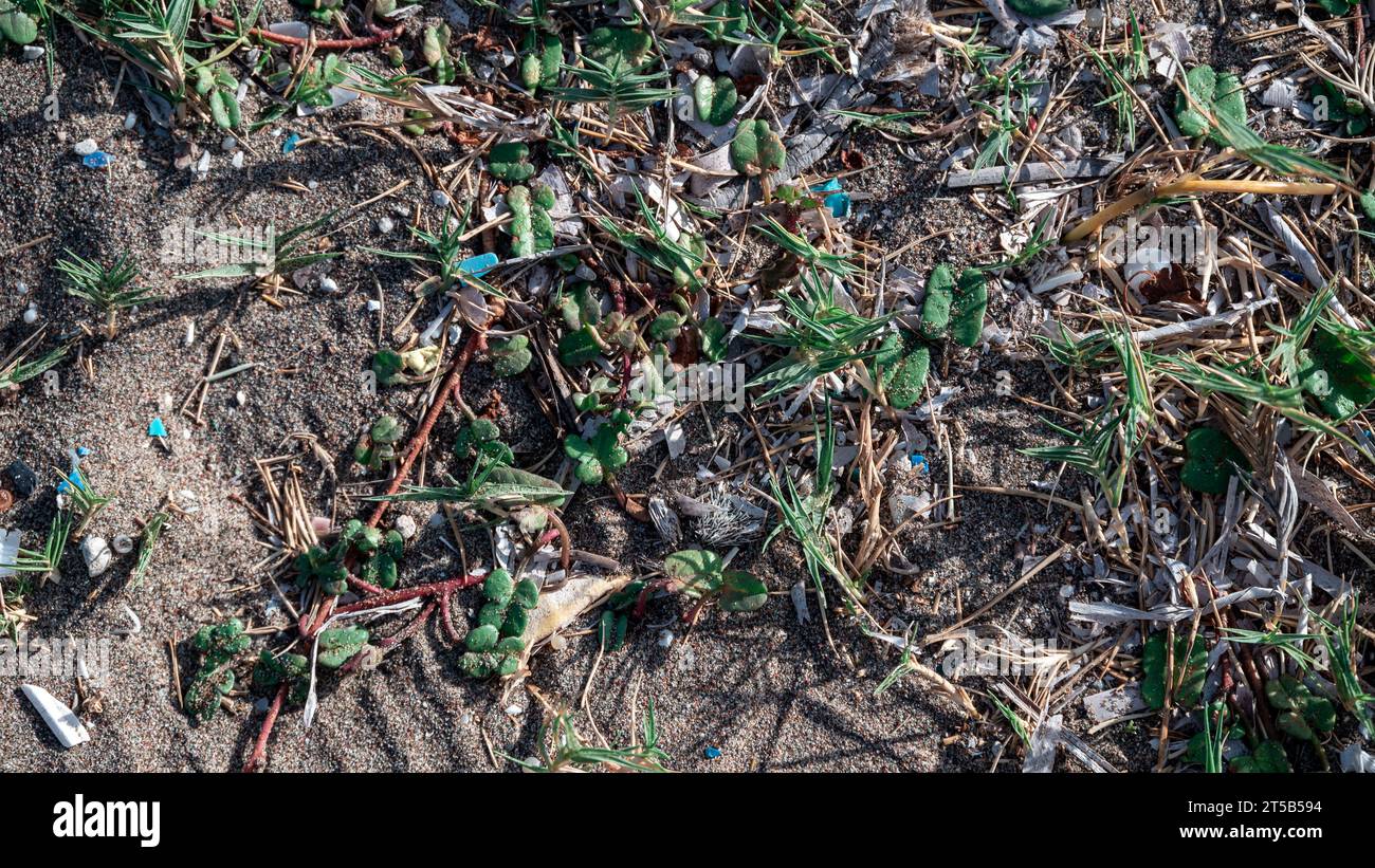 Una vista dall'alto che rivela sabbia, piante e microplastiche. La preoccupazione critica ruota intorno a come queste microplastiche stanno intensificando la Terra Foto Stock