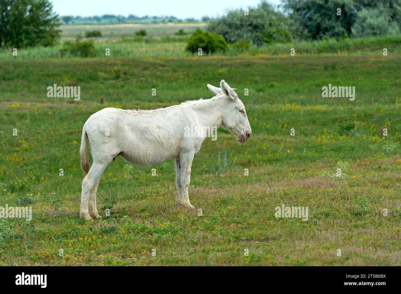 Asino barocco bianco austro-ungarico (Equus asinus asinus), Ungheria Foto Stock
