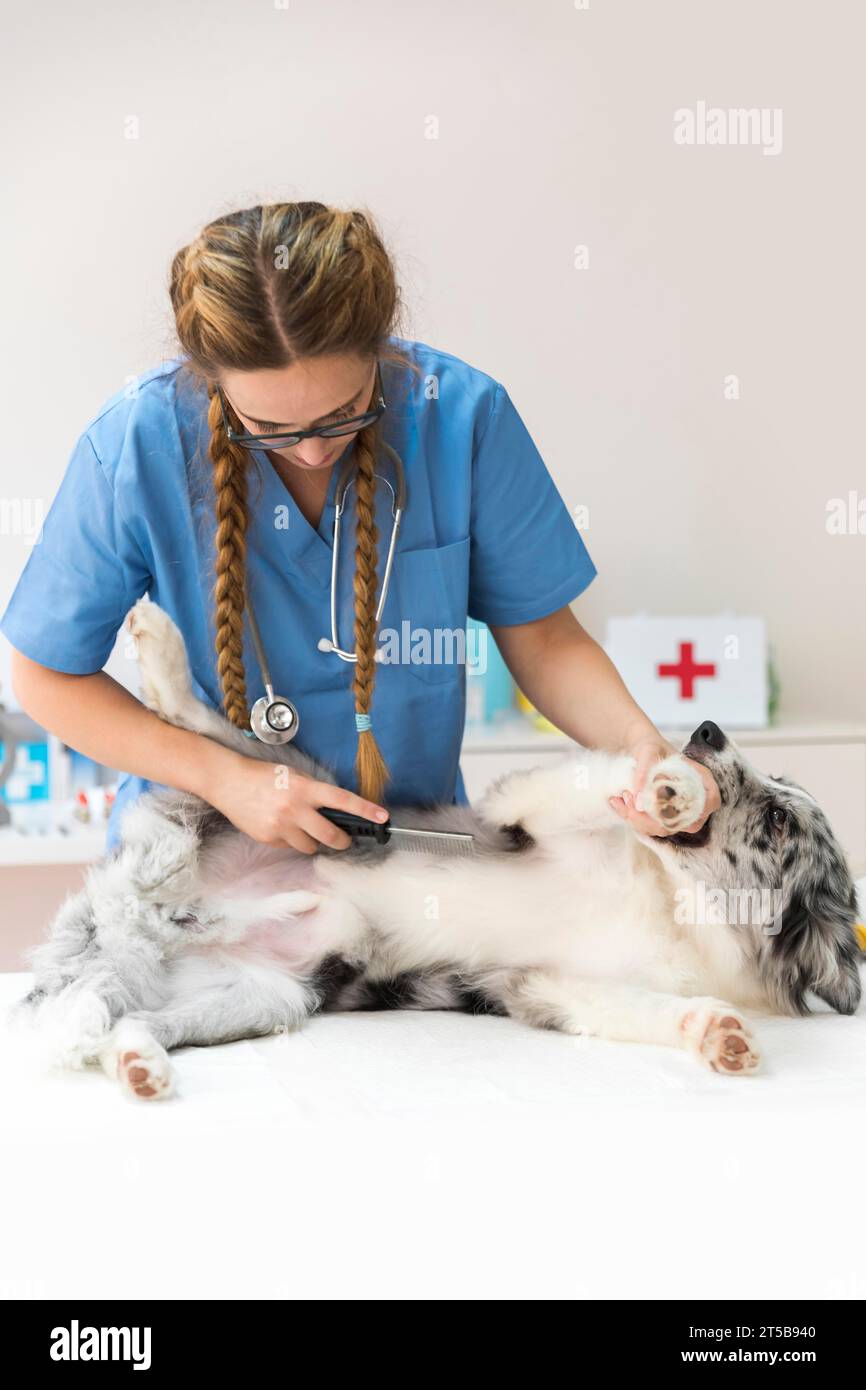 Giovane donna veterinario pettinare i peli di cane con il pettine per pulci Foto Stock