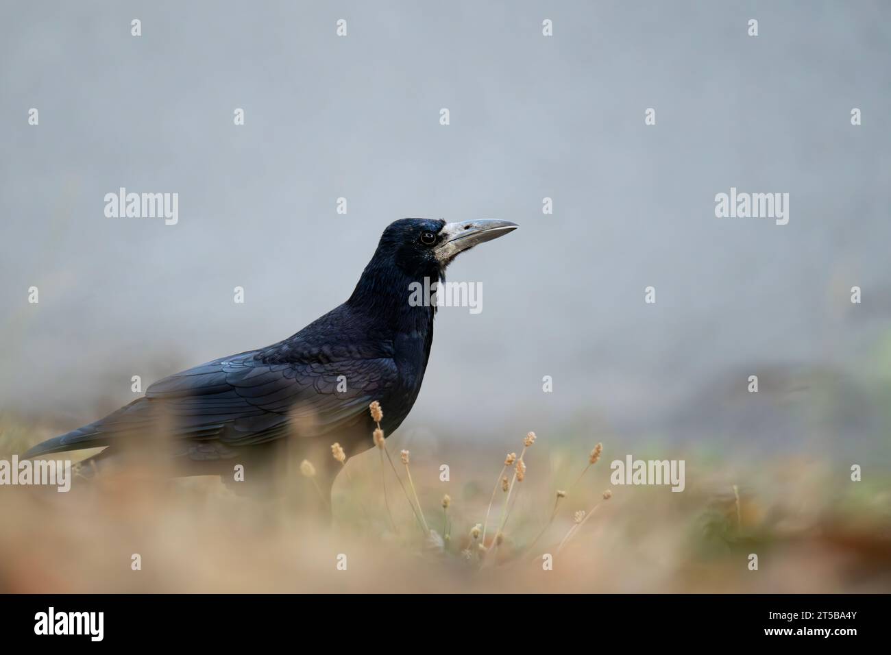 Corvo comune (Corvus Corax), seduto a terra nella natura autunnale. Un uccello nero con piume che si presenta bello in autunno. Wild dark Crow Lookin Foto Stock