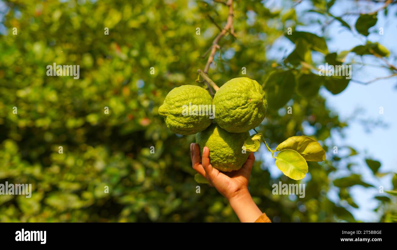 Limoni crudi freschi appesi all'albero. Mano che regge un mazzo di limes verdi o limoni. Grandi agrumi noti come Hill Lemon, Pahadi Lemon, Citron o Galgal Foto Stock