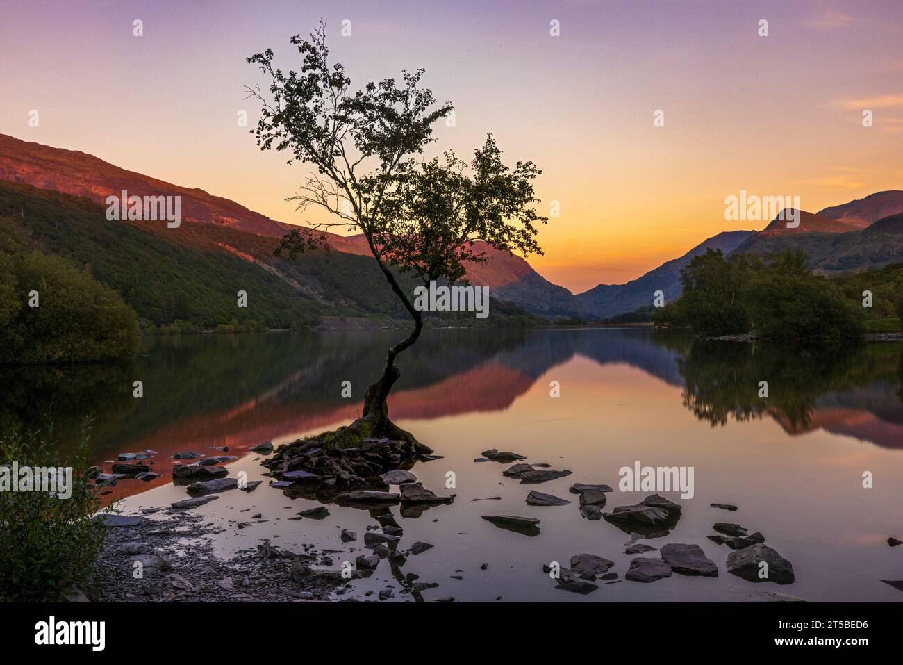 Il famoso albero solitario nel lago Padarn a Llanberis, Galles. Foto Stock