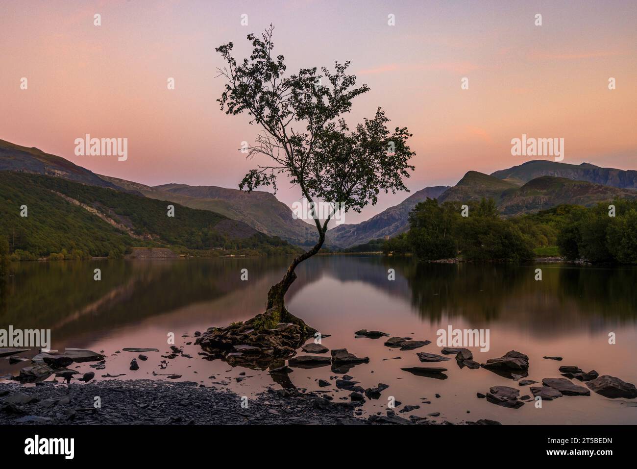 Il famoso albero solitario nel lago Padarn a Llanberis, Galles. Foto Stock