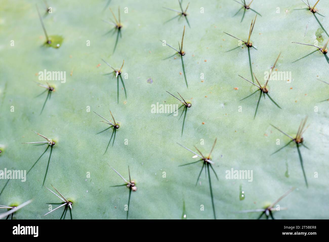 Primo piano delle punte, spine sul cactus di fico d'India. Foto Stock
