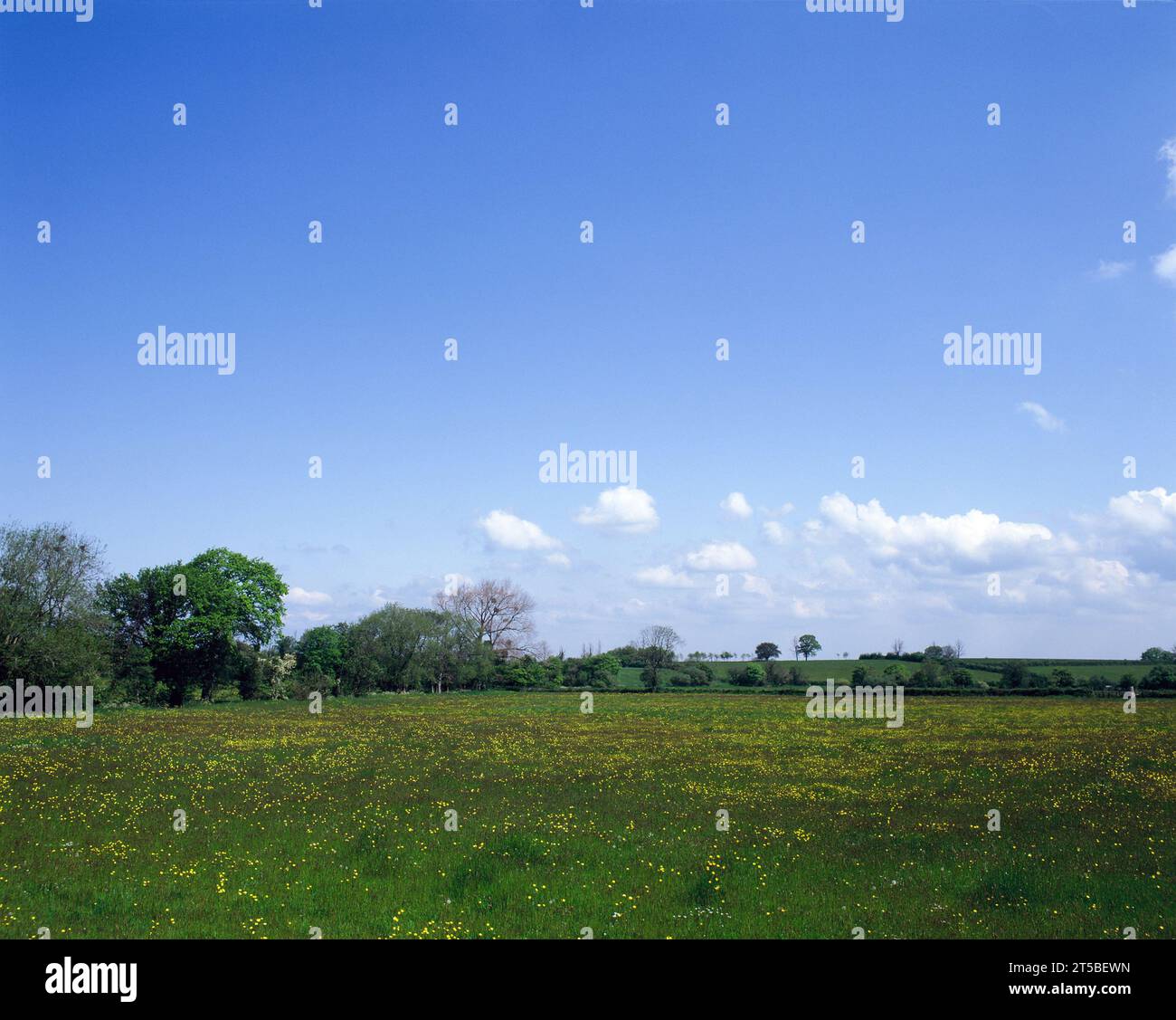 Regno Unito. Inghilterra. Somerset. Campi con Buttercups. Foto Stock