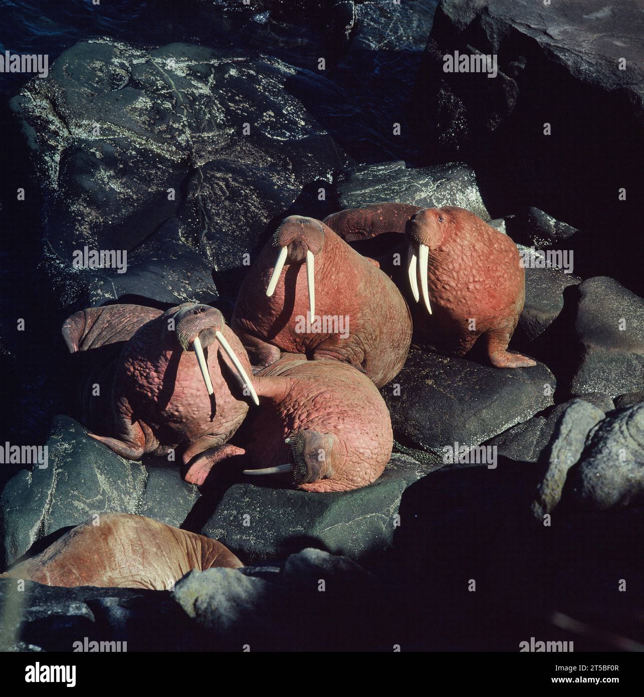 Stati Uniti. Alaska. Fauna selvatica. Bull walrus. (Odobenus rosmarus divergens) Foto Stock