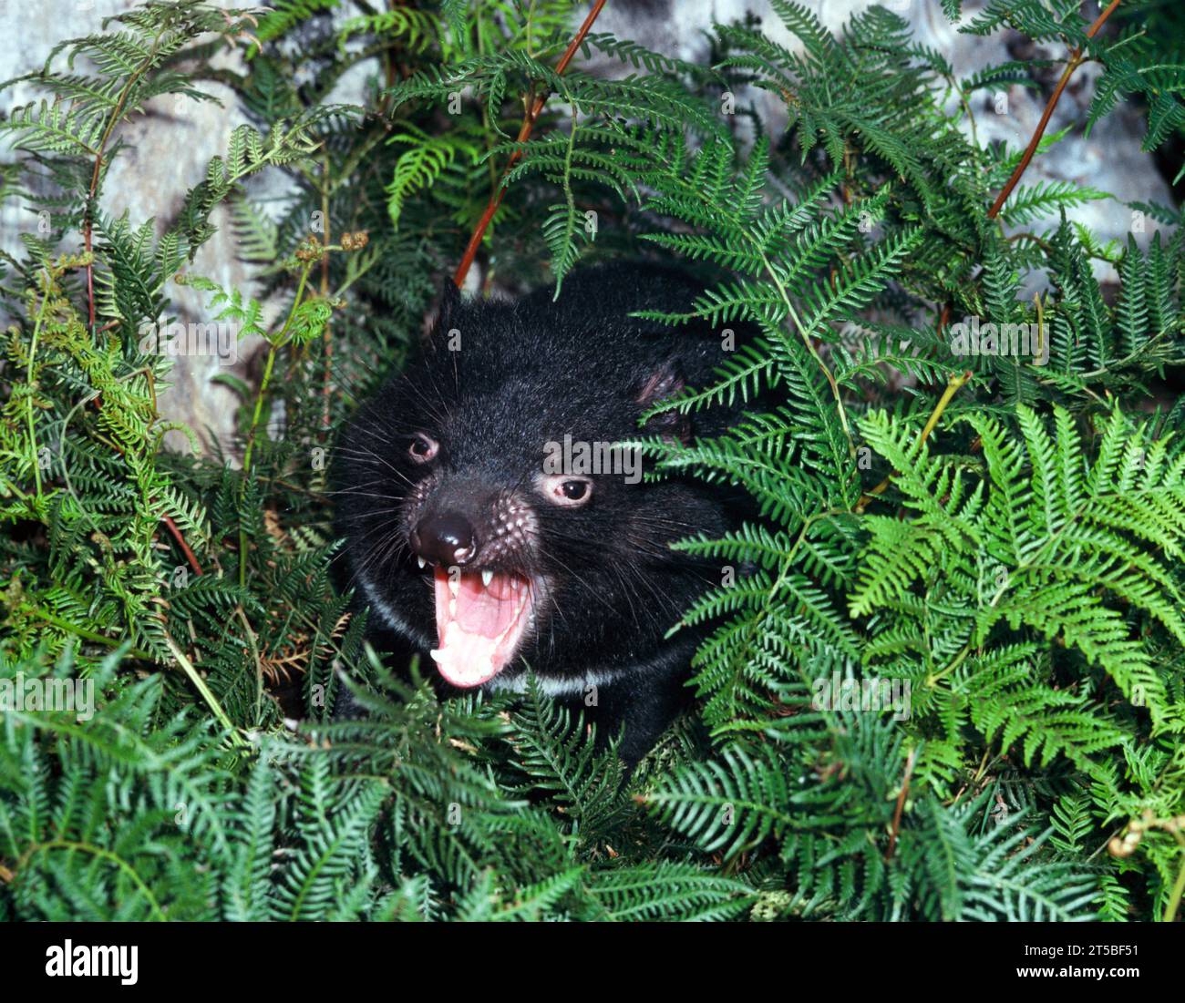 Australia. Fauna selvatica. Tasmanian Devil. Sarcophilus harrisii. Foto Stock