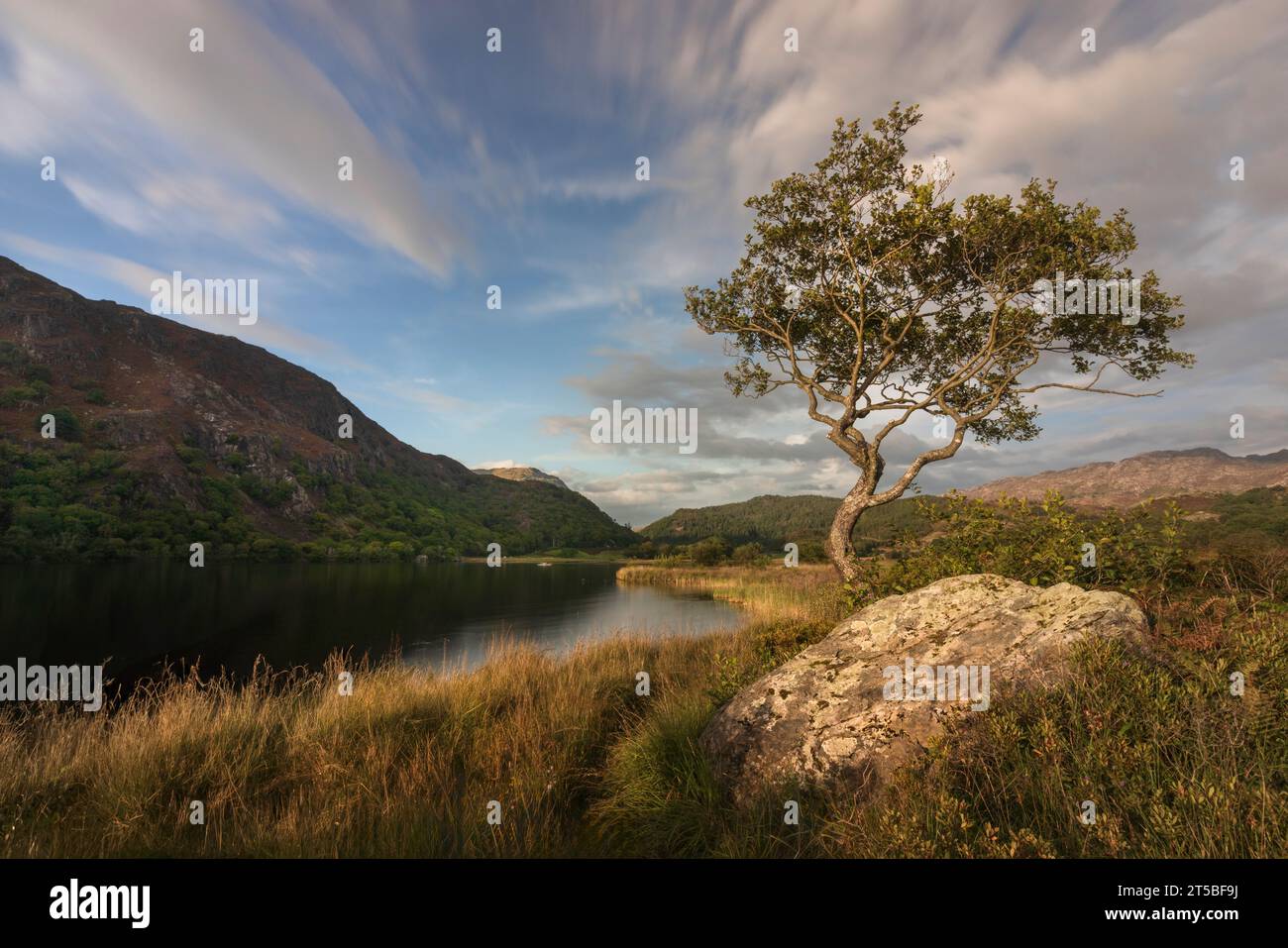 L'iconico albero solitario sulla riva di Llyn Dinas nel Parco Nazionale di Snowdonia, Galles. Foto Stock