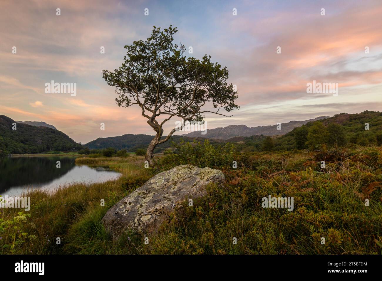 L'iconico albero solitario sulla riva di Llyn Dinas nel Parco Nazionale di Snowdonia, Galles. Foto Stock