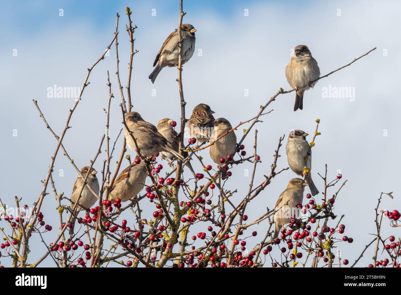 Un gregge di passeri domestici (passero domestico, Passer domesticus) arroccato in un albero di biancospino con bacche rosse in autunno, Inghilterra, Regno Unito Foto Stock