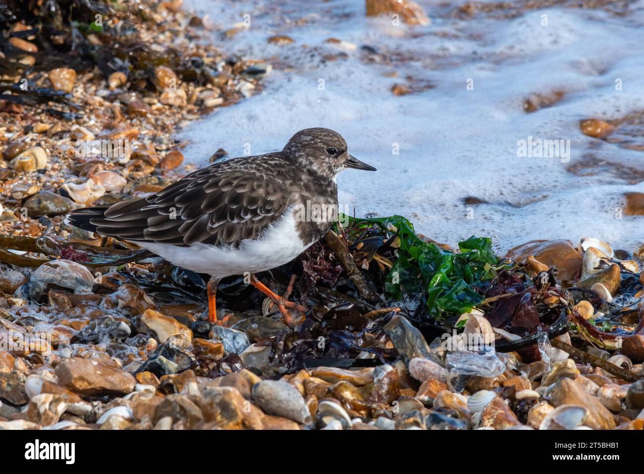 Una pietra arenaria (interpreta Arenaria) che gusta un uccello su Hill Head Beach, Hampshire, Inghilterra, Regno Unito Foto Stock