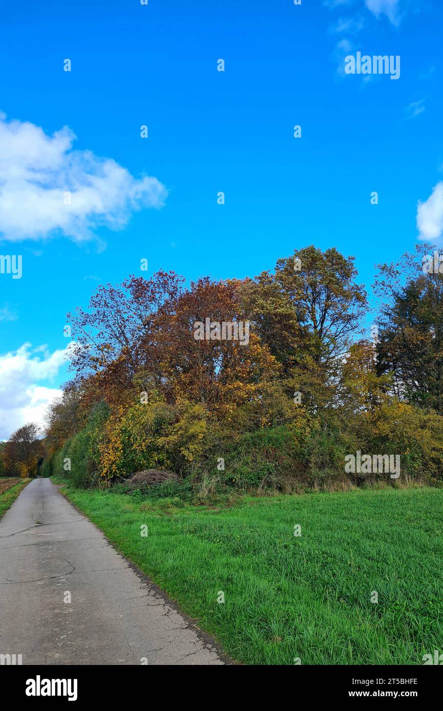 Wadern Themenfoto: Natur, Herbst, 03.11.2023 Schmale Strasse mit herbstlichen Baeumen und Straeuchern Herbst, 03.11.2023 *** Wadern Theme Photo Nature, Autumn, 03 11 2023 stretta strada con alberi autunnali e arbusti Autumn, 03 11 2023 Copyright: XAugstx/xEibner-Pressefotox EP jat Credit: Imago/Alamy Live News Foto Stock