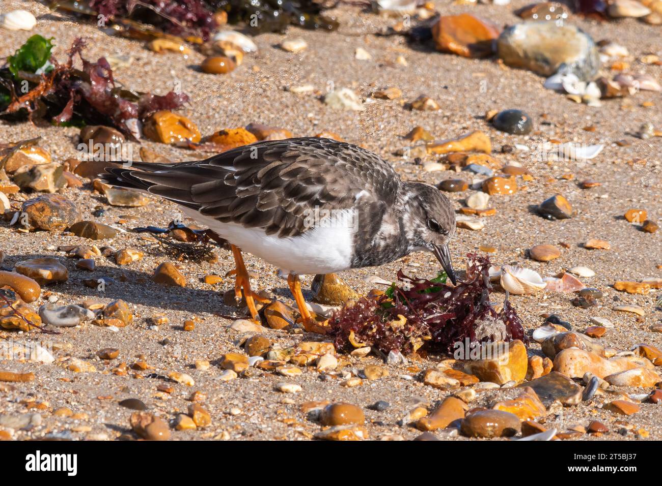 Una pietra miliare (interpreta Arenaria) che gusta un uccello in cerca di cibo a Hill Head Beach, Hampshire, Inghilterra, Regno Unito Foto Stock