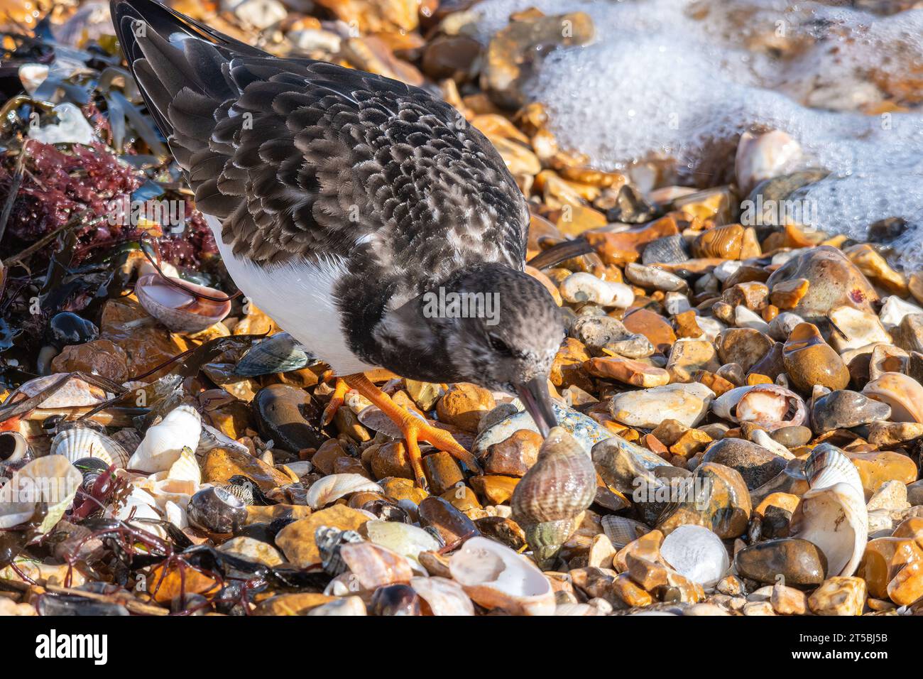Una pietra arenaria (interpreta Arenaria) che si nutre di un uccello che dà da mangiare a un comune mollusco (Buccinum undatum) su una spiaggia dell'Hampshire, Inghilterra, Regno Unito Foto Stock