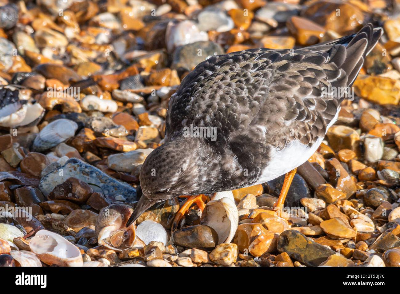 Una pietra arenaria (interpreta Arenaria) che si nutre di un uccello che dà da mangiare a un comune mollusco (Buccinum undatum) su una spiaggia dell'Hampshire, Inghilterra, Regno Unito Foto Stock