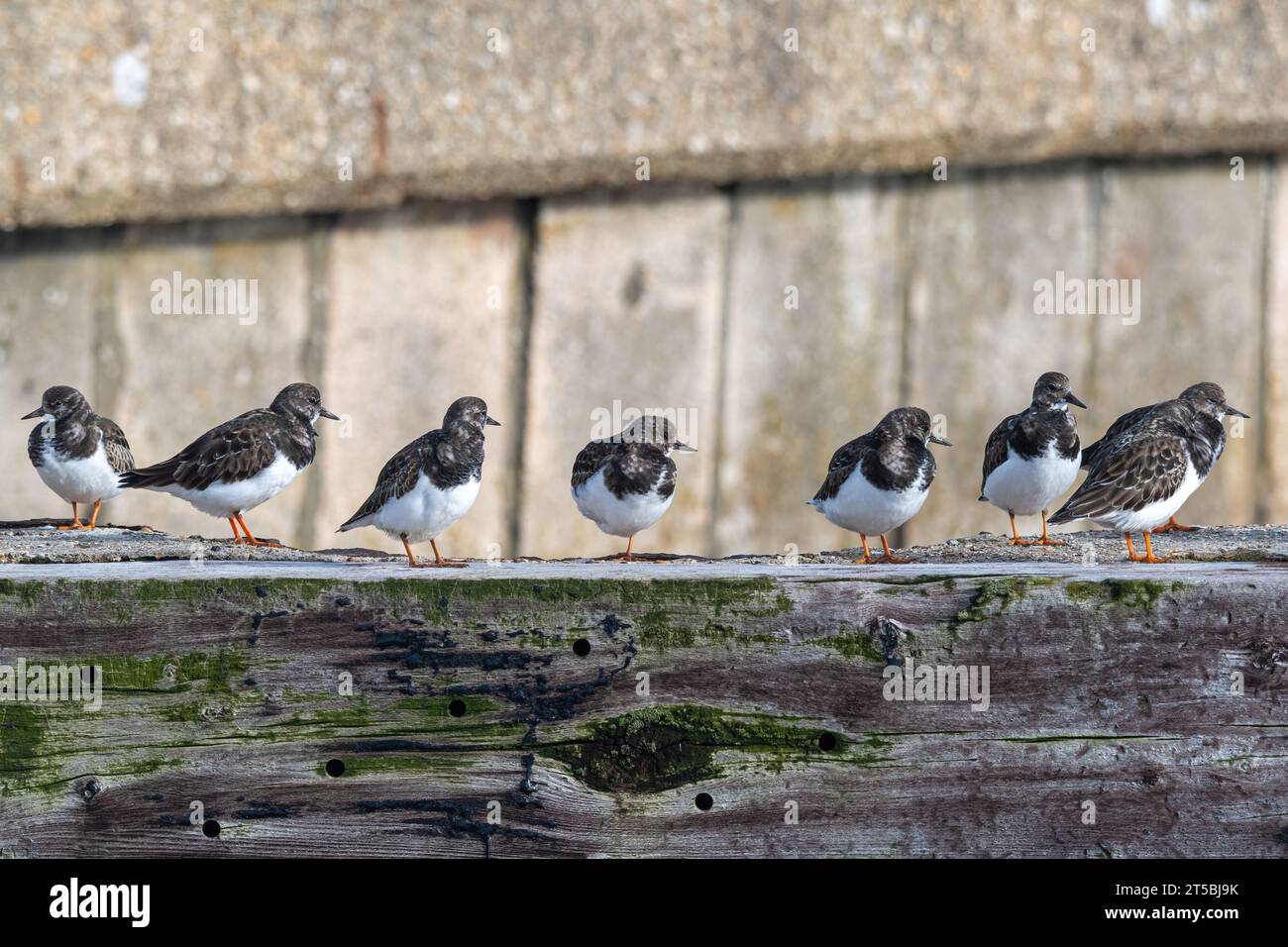 Fila di tornelli (interpreta Arenaria) su un frangiflutti o groyne, Hampshire, Inghilterra, Regno Unito Foto Stock