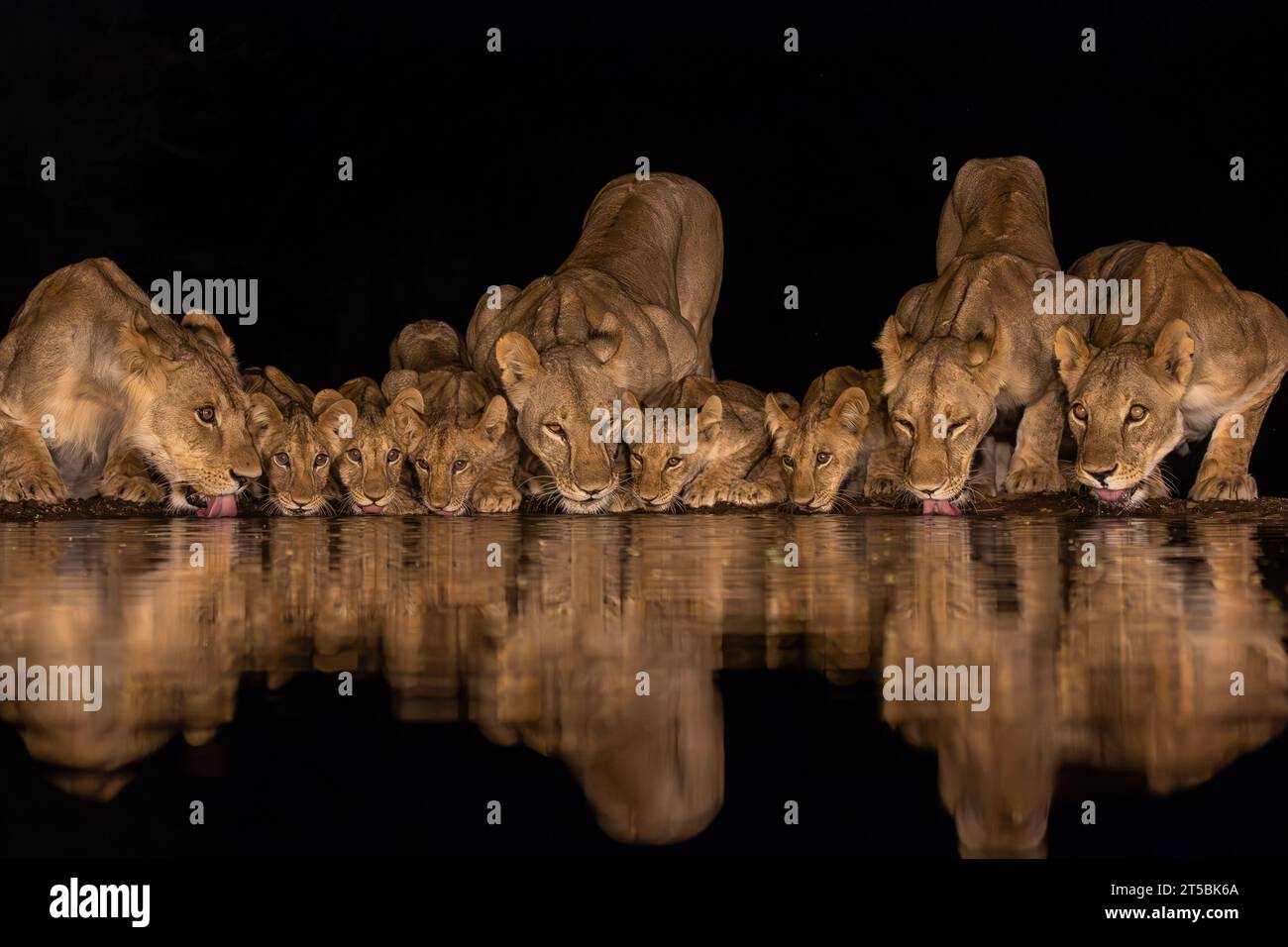 Quattro leonesse adulte con cinque cuccioli che bevono da uno stagno di notte a Lentorre, Kenya Foto Stock