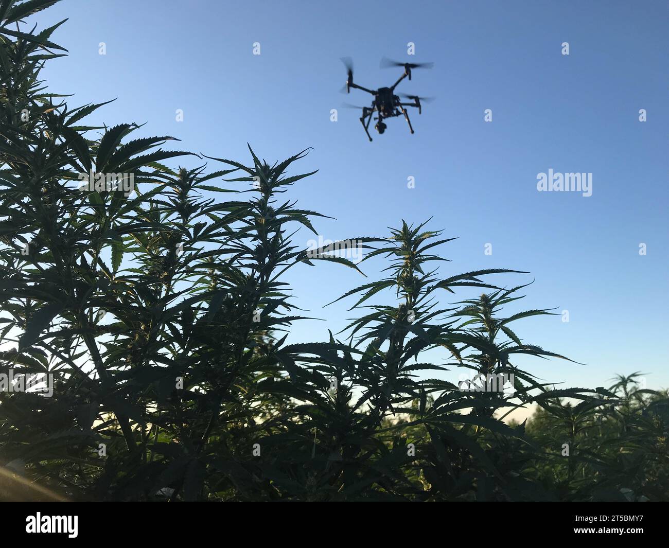 Un drone vola su un campo di canapa per un'indagine sulle colture. Agricoltura agricola moderna e di alto valore. Foto Stock